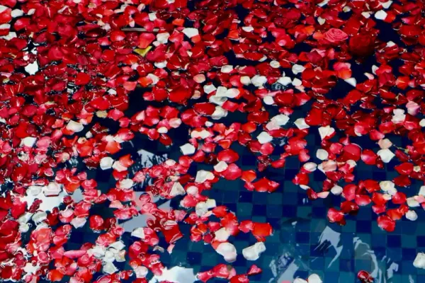Rose Garden